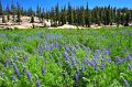 RJH_4236