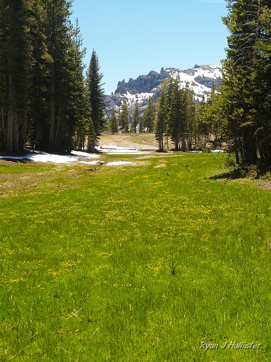 _6199720.JPG - It's hard to pick out the yellow carpet of wildflowers, but they're there.