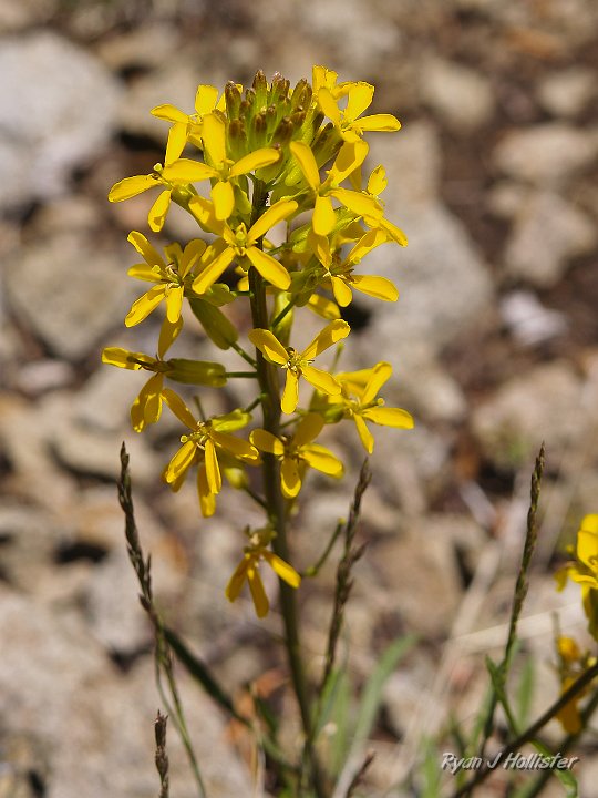 _6199732.JPG - Western Wallflower.