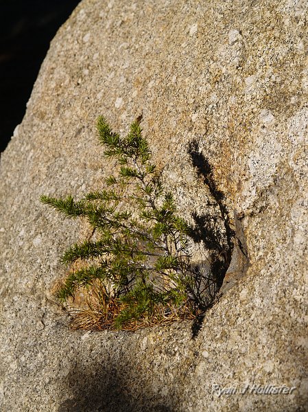 20091031_wildlink_BurstRock_0630.JPG - Where biology & Nature collide:  A sapling takes root in xenolith's weathered-out hole.