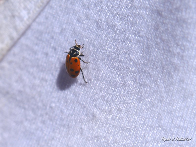 20090816_20_Lakes_Basin_0290.JPG - Laura found a friend