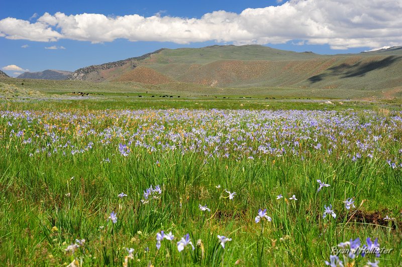 RJH_3023.JPG - The 395/108 junction was just awash with iris.