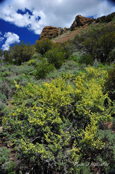 RJH_3031.JPG - Blooming bitterbrush against the breccia.