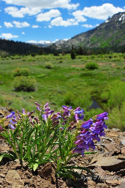 RJH_3032.JPG - Vetch, with the West Walker in the background.