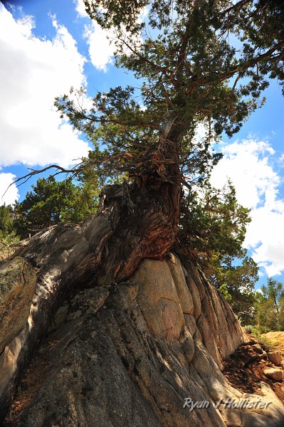 RJH_3035.JPG - This amazing tree was growing atop the jointed Granodiorite of Topaz Mountain.