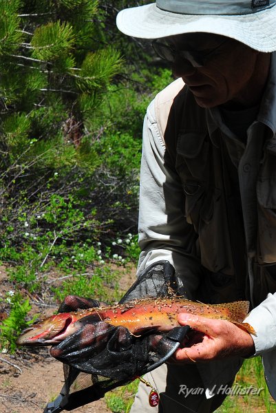 RJH_3040.JPG - With this beautiful cutthroat that was about 17 - 19" .  I was too worried about getting a quick picture and releasing the fish that I didn't properly measure the beautiful fish.  This was my first cutthroat in California.  I've read that the intense orange & red are derived from the fish's diet of crawdads in the lake.