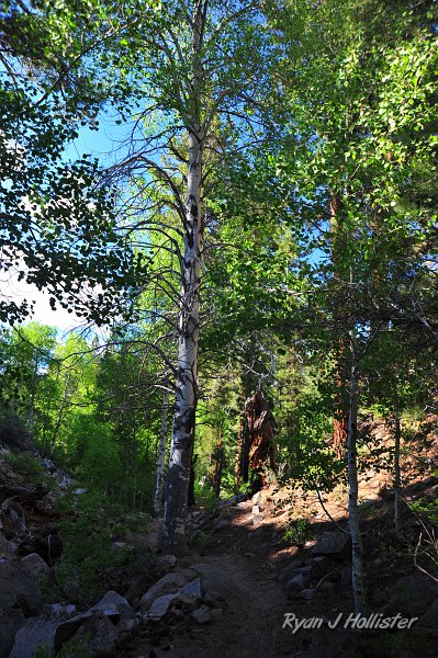 RJH_3063.JPG - Trail back to Leavitt Meadow near Roosevelt Lake.