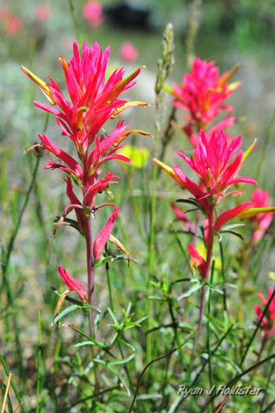 RJH_4176.JPG - Detailed shot of Lemmon's paintbrush.