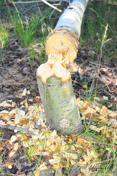 RJH_4187.JPG - A detailed shot of the wood chips.