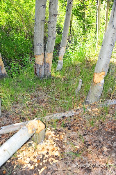 RJH_4190.JPG - Apparently this site has been very active for the beavers.