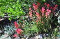 RJH_4171