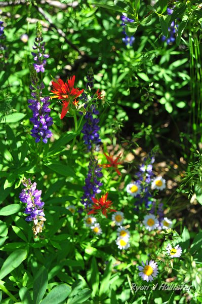 RJH_4854.JPG - A plethora of wildflowers including lupine (violet), paintbrush (red) & wandering daisy (pale purple).