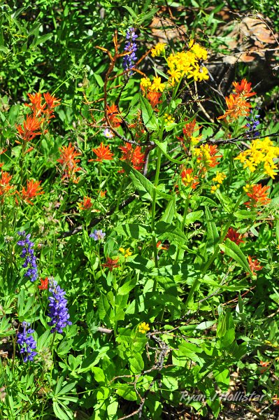 RJH_4859.JPG - Lupine, paintbrush &  some other yellow flower I need to find.
