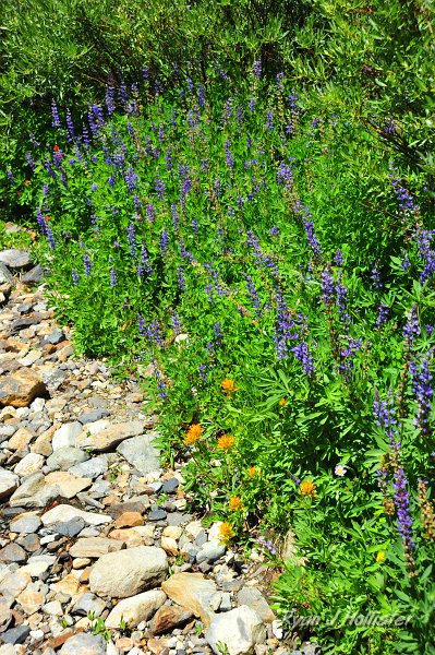 RJH_4866.JPG - LOTS of lupine.