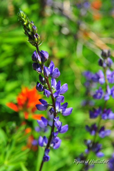 RJH_4869.JPG - Lupine