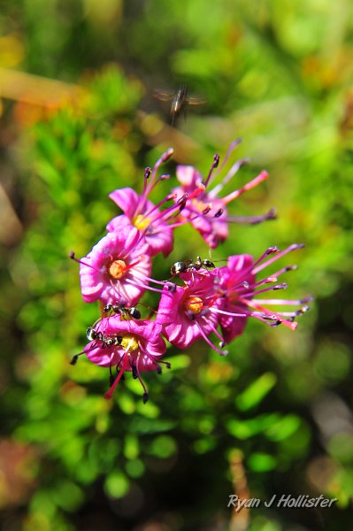 RJH_4902.JPG - There’s a lot going on in this photo.  Several carpenter ants crawl around what a flower I need to identify.  Also note the insect taking flight in the top of the photo.
