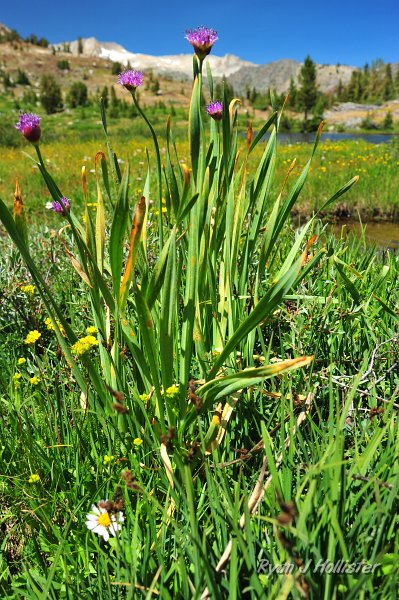 RJH_4910.JPG - Wild onions.  A yummy addition to any meal.