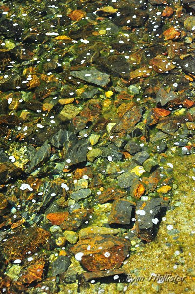RJH_4918.JPG - An eddy in Mine Creek.