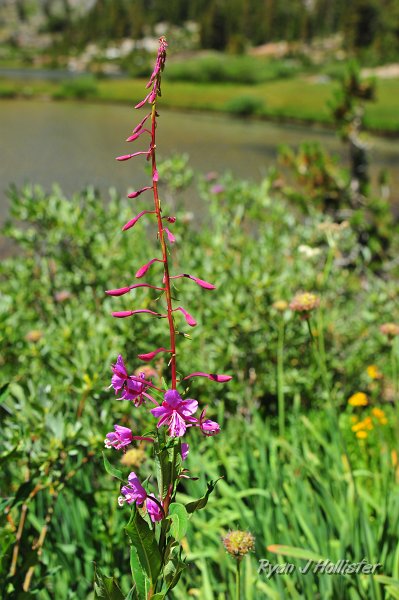 RJH_4921.JPG - Fireweed.