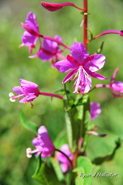 RJH_4923.JPG - Closer shot of fireweed.