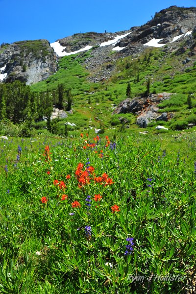 RJH_4944.JPG - Paintbrush and lupine.
