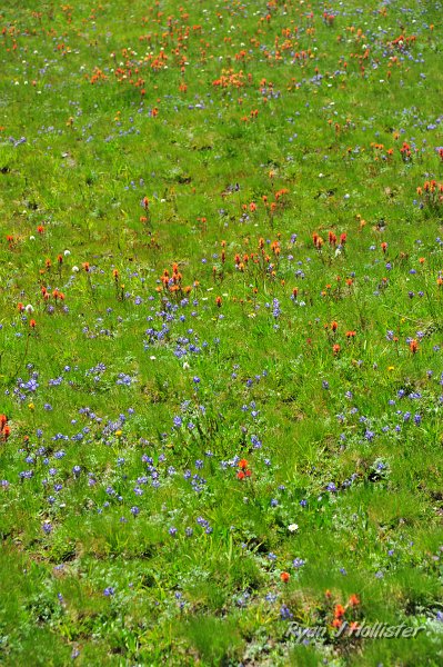 RJH_4952.JPG - Tiny paintbrush and lupine.