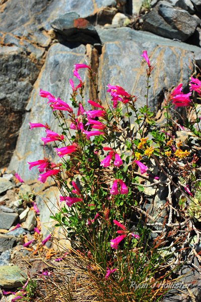 RJH_4955.JPG - Mountain Pride Penstemon