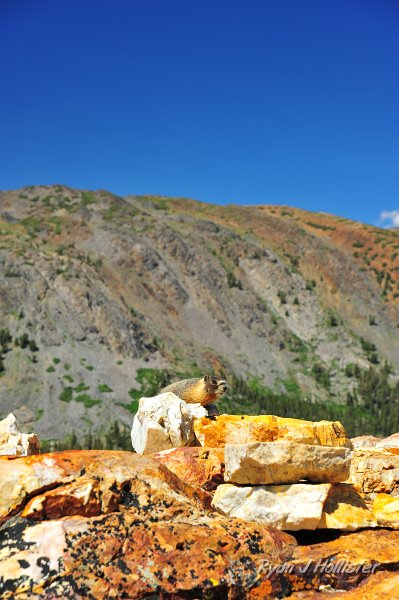 RJH_4976.JPG - We decided to hike up to the saddle behind Spuller Lake.  I followed a nice band of quartzite to the top where I found a friend.  The marmot told me to look at the amazing folds in the background rocks.