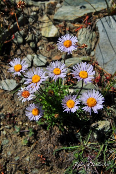 RJH_5014.JPG - Wandering daisies.