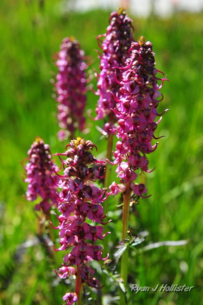 RJH_5026.JPG