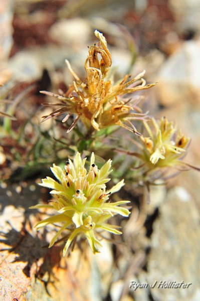 RJH_5027.JPG - Alpine paintbrush.