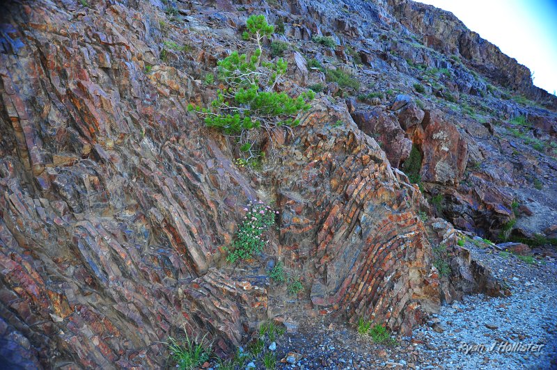 RJH_5094.JPG - Our folds from earlier in the day near Bennetville.