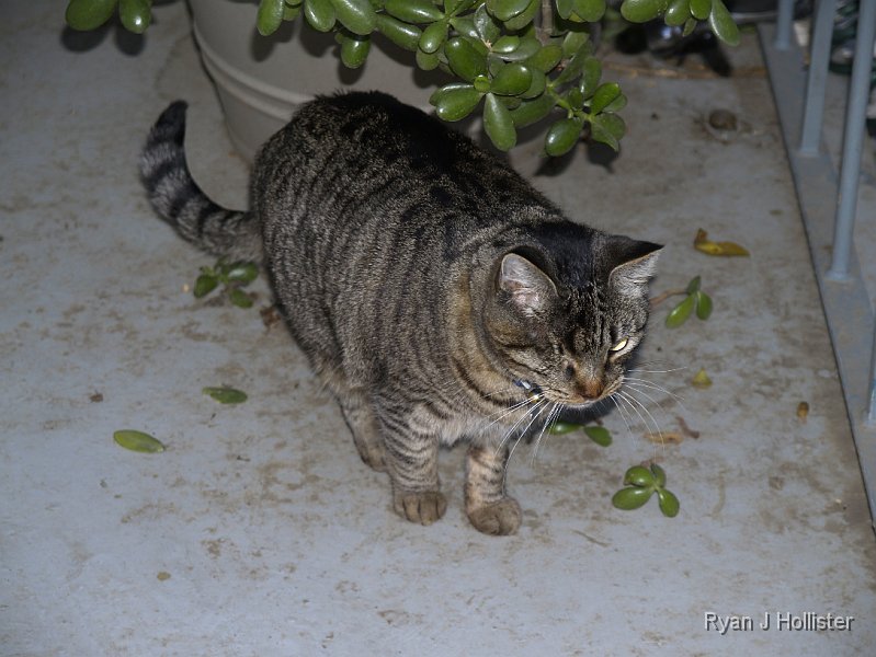 _B185722.JPG - Too bad our blind cat couldn;t see the leaves.