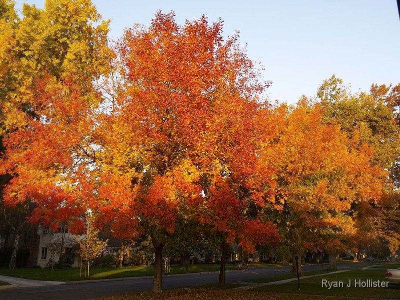 _B185724.JPG - The orange glow from the trees litterally lit-up my house between 3:30 and 4:00pm