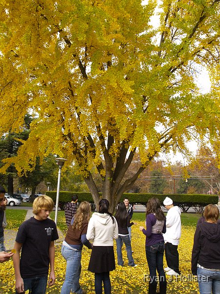 _C045737.JPG - Time to enjoy a living fossil in all of its grand fall colors.  The THS Gingko Biloba tree.