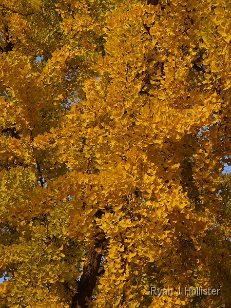 _C045743.JPG - The tree was ablaze with color after the fog had finally gone away for the day.