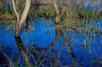 A place to reflect. : san luis national wildlife refuge