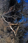 I thought this reflection (turned vertical) looked like a bull skull. : san luis national wildlife refuge