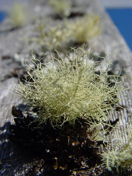 DSC00168.JPG - I lichen this picture a lot.