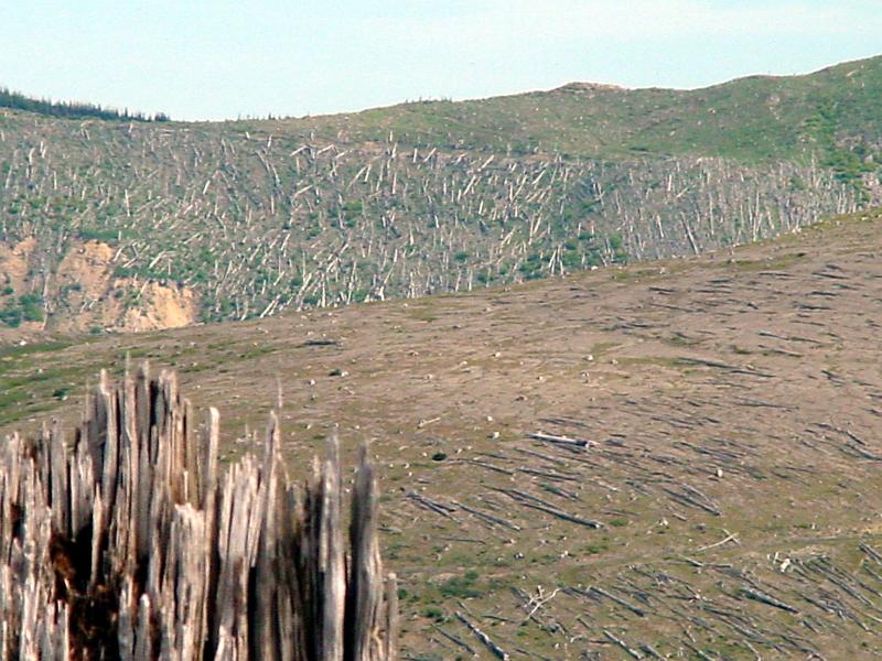 DSC00196.JPG - The blast zone was devastated.  Those are trees snapped like twigs.