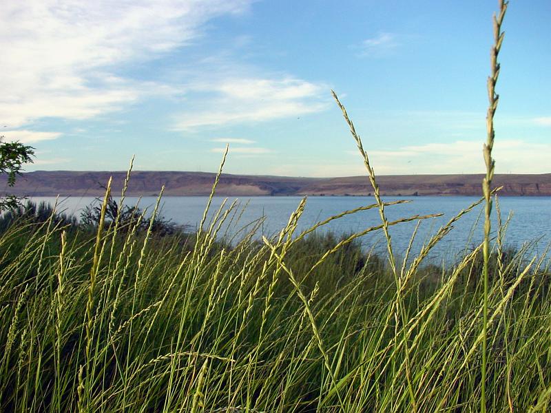 DSC00210.JPG - Grasses grow freely along the Columbia RIver.