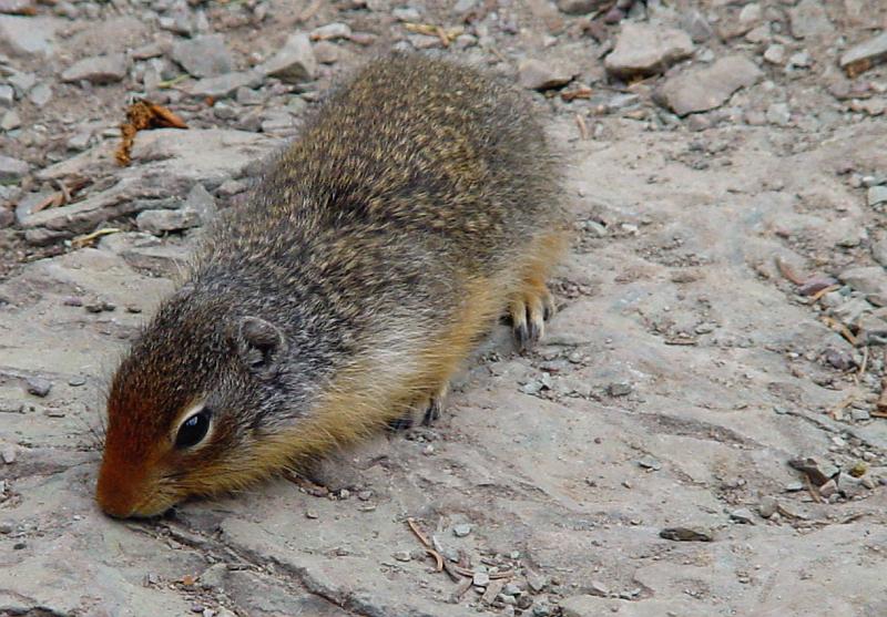 DSC00314.JPG - We had wishful visitors for lunch.