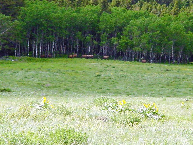 DSC00317.JPG - We saw our first big game here in the evening... some elk way off in teh distance.