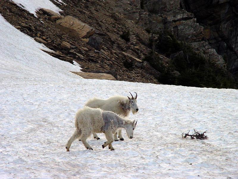 DSC00354.JPG - Back at the top we found some mountain goats shedding their thick winter furs!