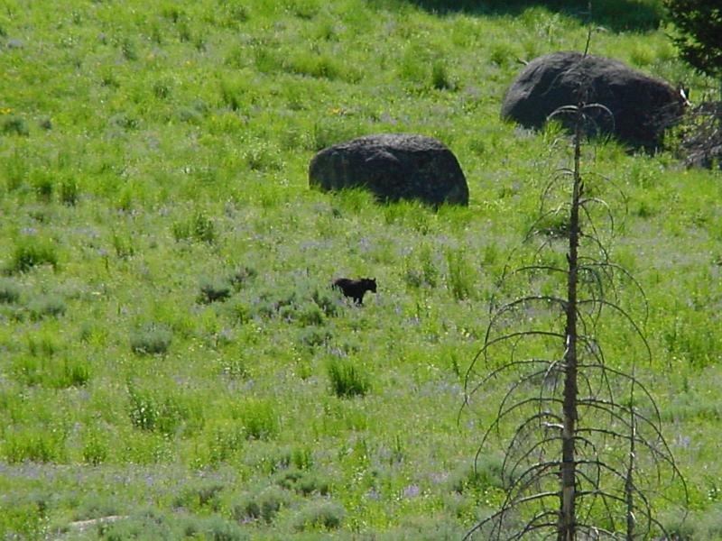 DSC00442.JPG - See the black bear in the middle of the photo?