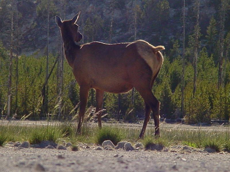 DSC00483.JPG - We came across some very pregnant elk.