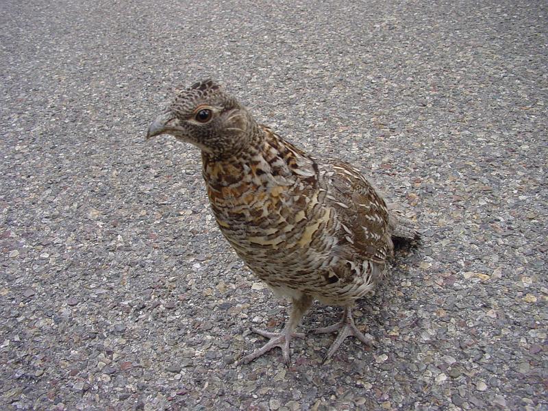 DSC00570.JPG - I tried to shoo her off the road, but she just chased me aound.  I stood my ground, and she finally wandered off.