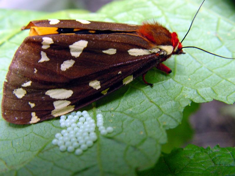 DSC00593.JPG - On the hike back from Hidden Falls I happened to turn over a new leaf and find this moth laying eggs.