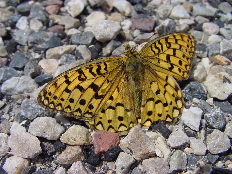 DSC00621.JPG - Pretty butterfly contrasted nicely with the rocks.