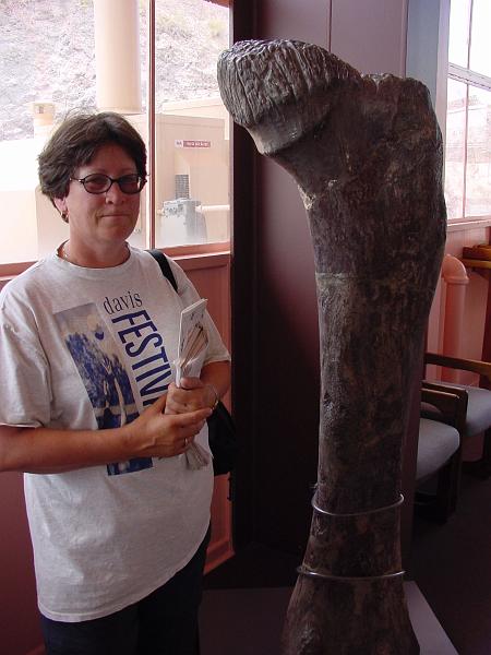 DSC00648.JPG - One can only imagine the size of the dino to which this leg bone belonged.